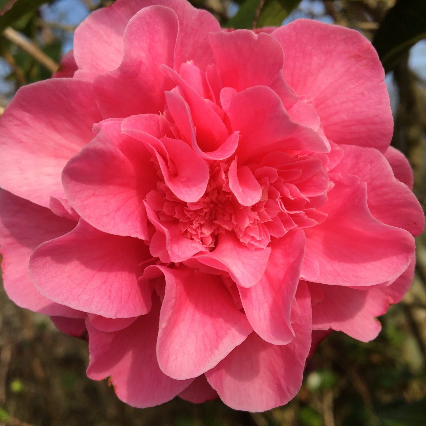 Solva Flowers Flowers by Maggie Gift Card