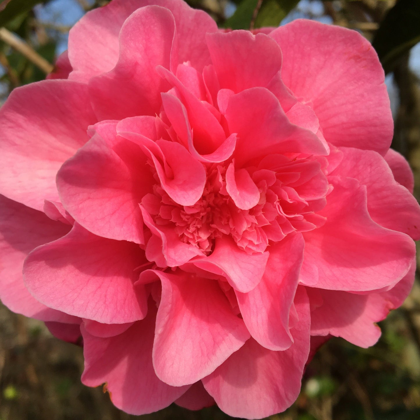 Solva Flowers Flowers by Maggie Gift Card