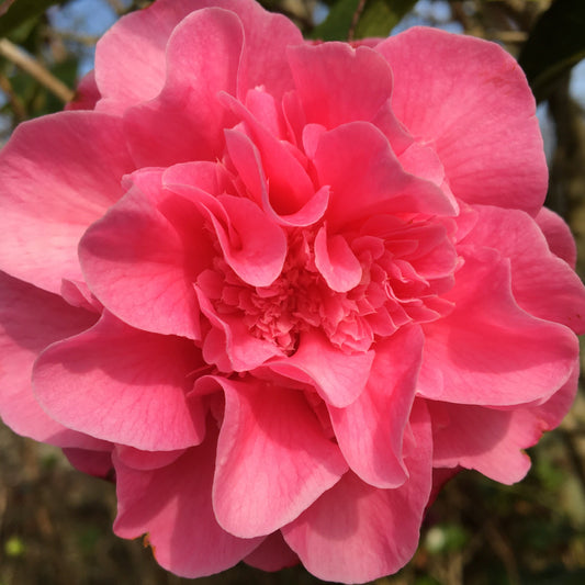 Solva Flowers Flowers by Maggie Gift Card