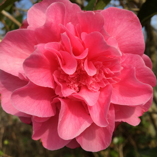 Solva Flowers Flowers by Maggie Gift Card